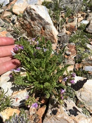 Oxytropis borealis viscida