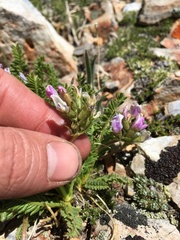Oxytropis borealis viscida