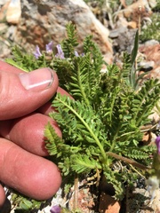 Oxytropis borealis viscida