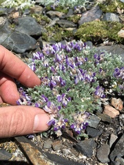 Lupinus breweri bryoides