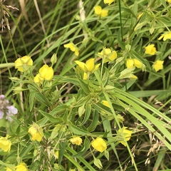 Lysimachia hybrida
