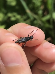 Brachyleptura brevis