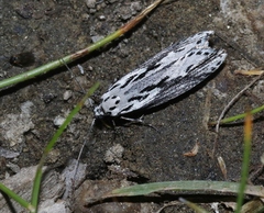 Ethmia semitenebrella