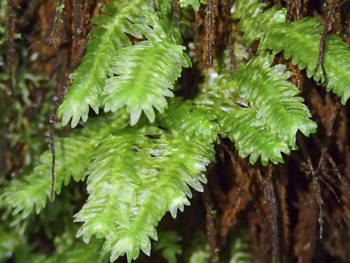 Schistochila lehmanniana