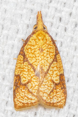 Cenopis reticulatana