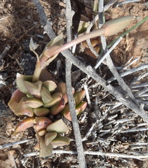 Anacampseros rufescens