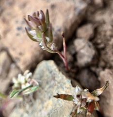 Polygonum polygaloides