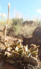 Anacampseros rufescens