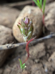 Polygonum polygaloides