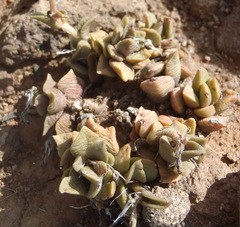 Anacampseros rufescens