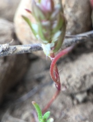Polygonum polygaloides