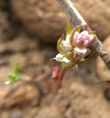 Polygonum polygaloides