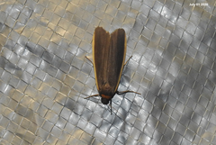 Eilema griseola