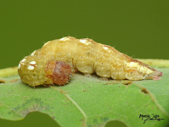 Acronicta increta