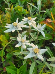 Leontopodium discolor