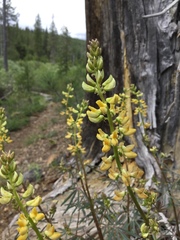 Lupinus angustiflorus