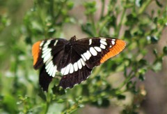 Limenitis lorquini powelli