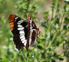 Limenitis lorquini powelli