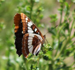 Limenitis lorquini powelli
