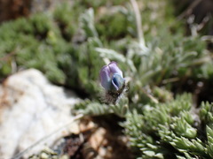 Oxytropis parryi