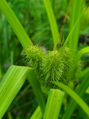 Carex frankii