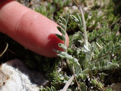Oxytropis parryi