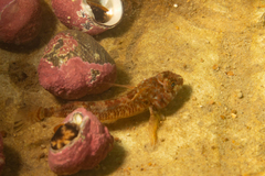 Helcogrammoides cunninghami