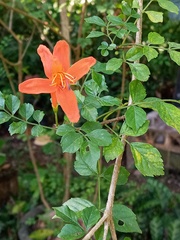 Tecomaria capensis