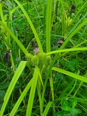 Carex frankii