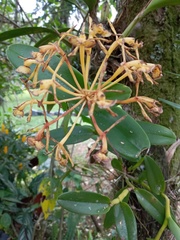 Epidendrum chlorocorymbos