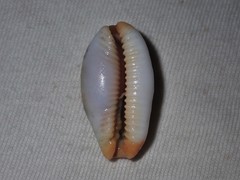 Staphylaea limacina