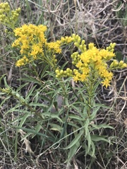 Solidagininae
