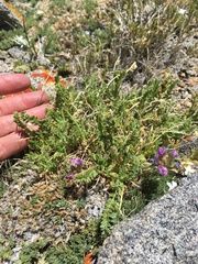 Oxytropis borealis viscida