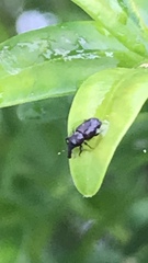 Curculionidae
