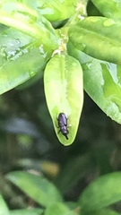 Curculionidae