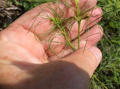 Coreopsis verticillata