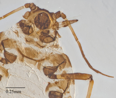 Aphis