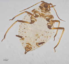 Aphis