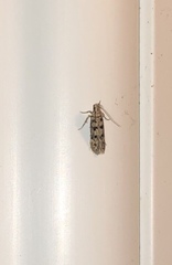 Bryotropha domestica