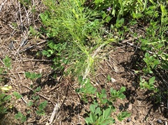 Coreopsis verticillata