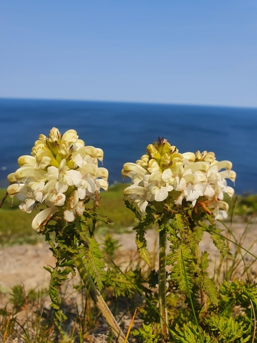 Pedicularis schistostegia iNat (2)