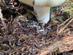 Russula crassotunicata