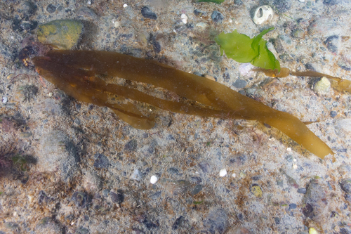 Representative image of Asperococcus