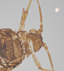 Aphis