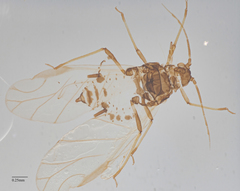 Aphis