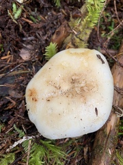 Russula crassotunicata