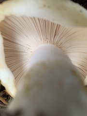 Russula crassotunicata