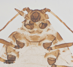 Aphis