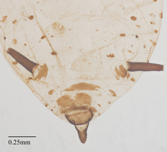 Aphis