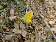 Argyrolobium microphyllum